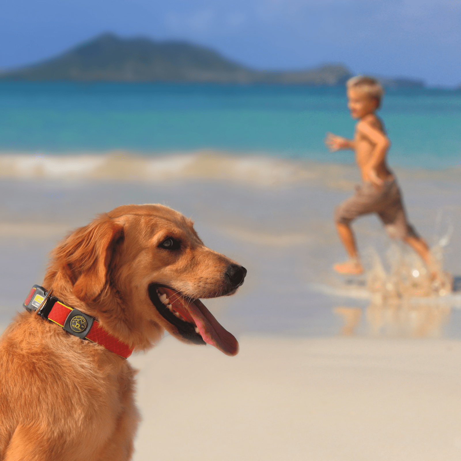 Hunter Maui Vario Plus Dog Collar Heavy Duty Clasp Buckle