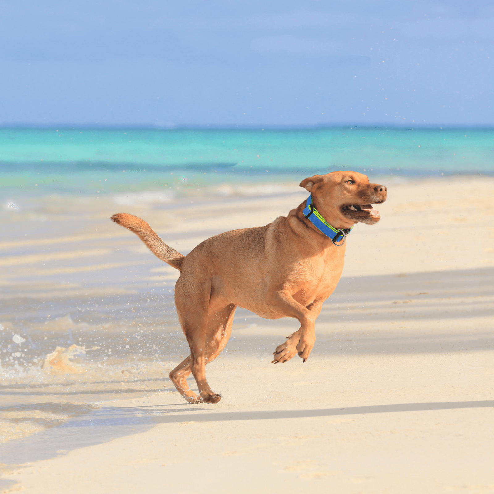 Hunter Maui Vario Plus Dog Collar Heavy Duty Clasp Buckle